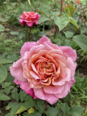 Роза кустовая Мияби