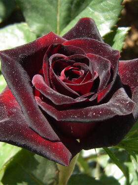 Роза чайно-гибридная Black Magic