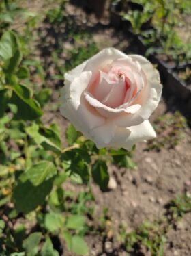 Роза срезочная Morning Dew