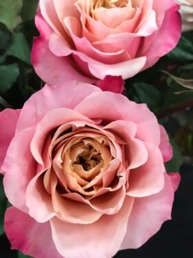 Роза кустовая Мияби
