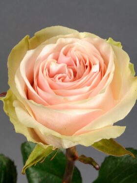 Роза чайно-гибридная Фрутетто