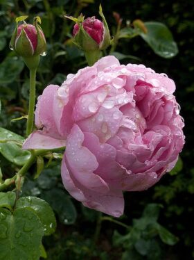 Роза английская Charles Rennie Mackintosh