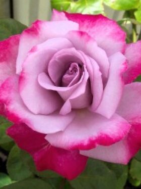 Роза чайно-гибридная Парадиз